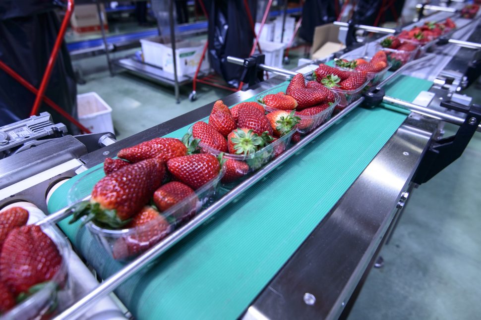 Industrial Food Conveyor Belt